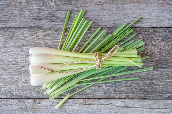 lemongrass on dogs