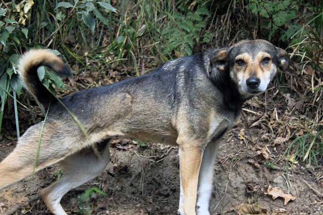 Leukodystrophies in Dogs - Symptoms, Causes, Diagnosis, Treatment, Recovery, Management, Cost