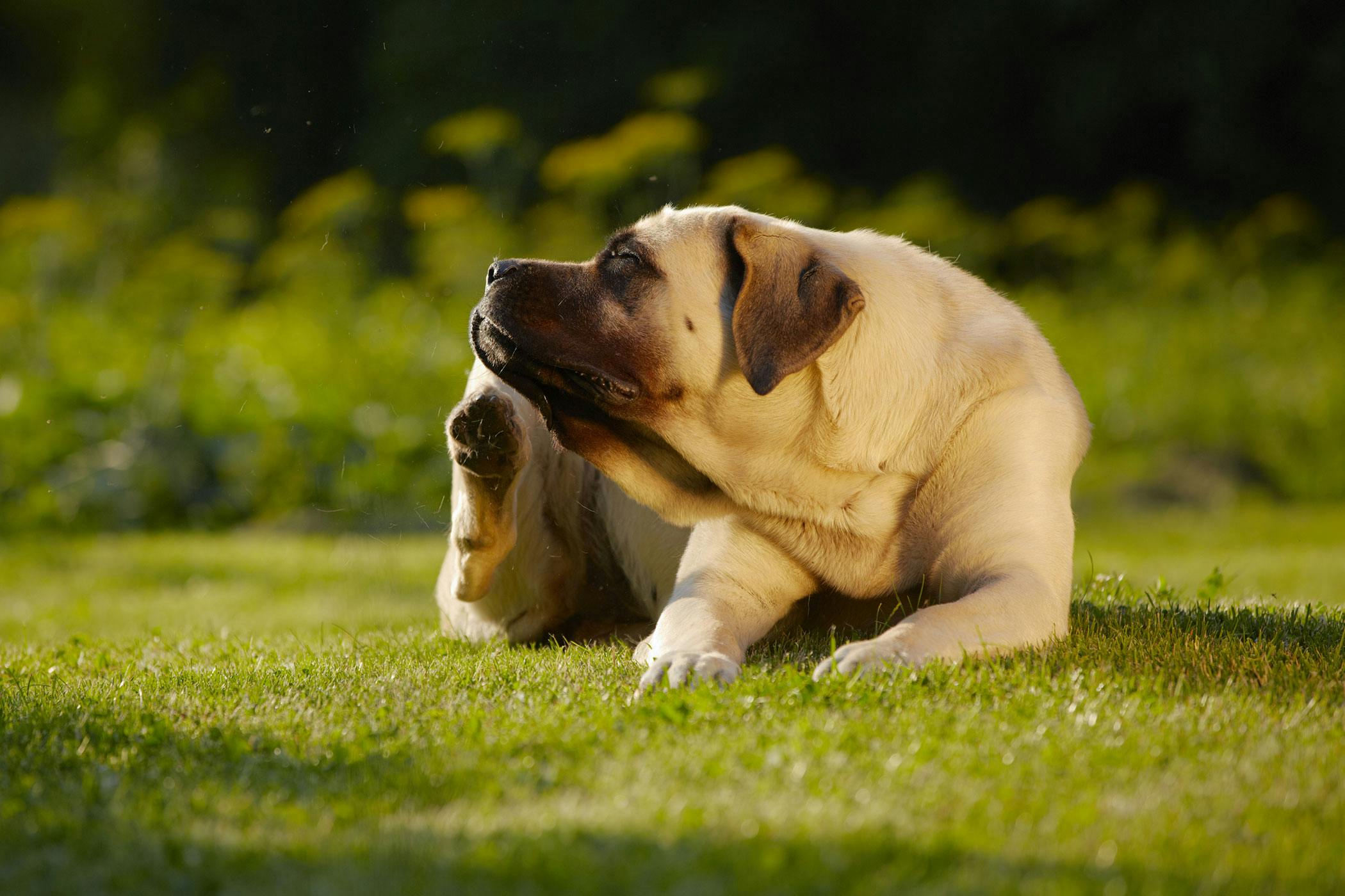 Canine lice outlet treatment