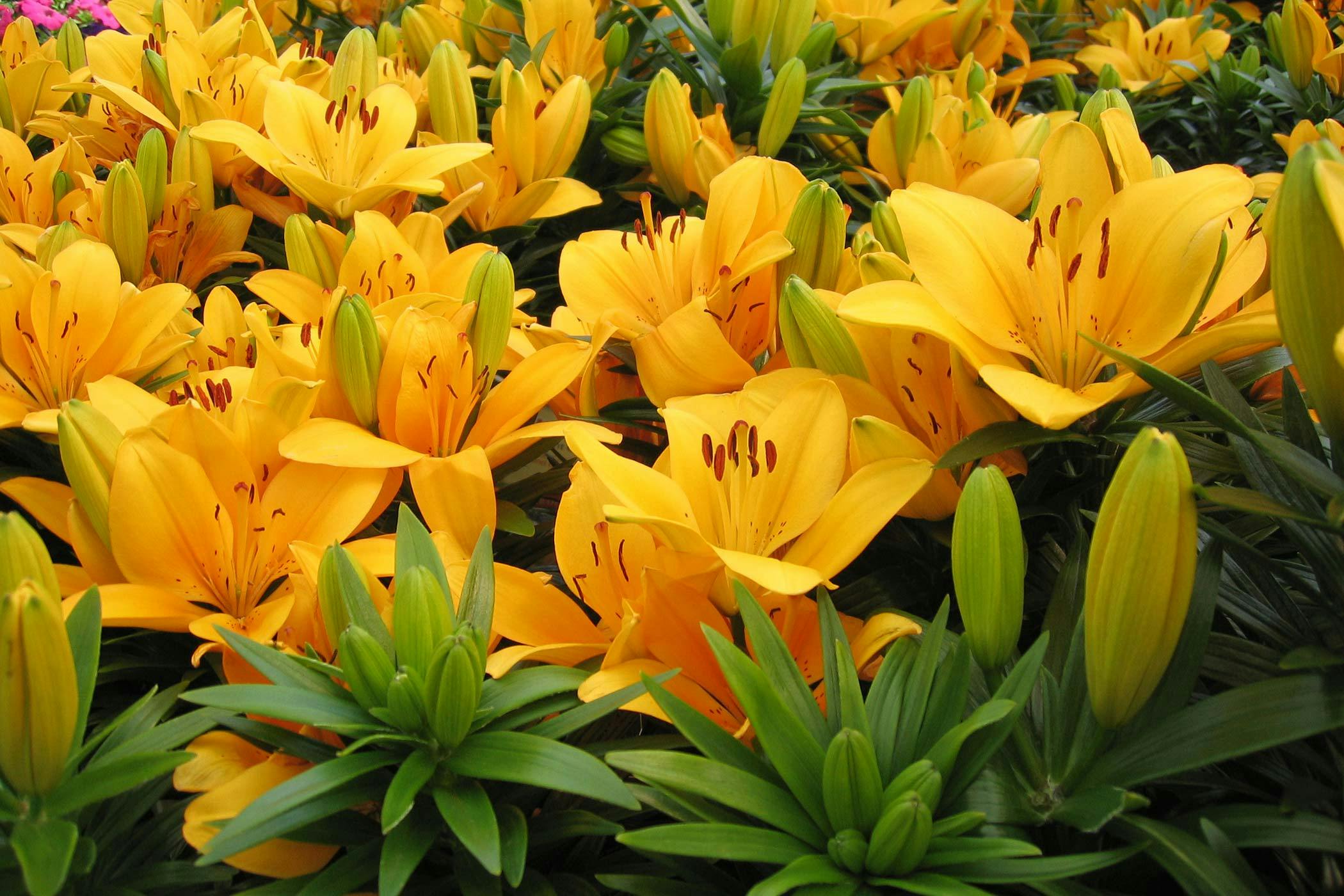 asiatic lily safe for dogs