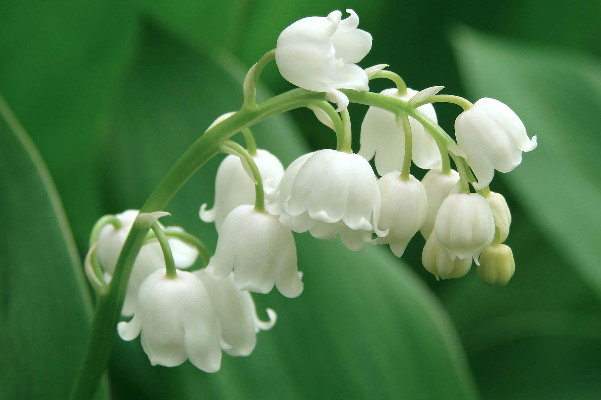 Lily Of The Valley Berries