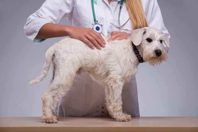 Fatty Tissue Tumor (Benign) in Dogs - Symptoms, Causes, Diagnosis, Treatment, Recovery, Management, Cost