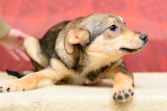 Lissencephaly in Dogs - Symptoms, Causes, Diagnosis, Treatment, Recovery, Management, Cost