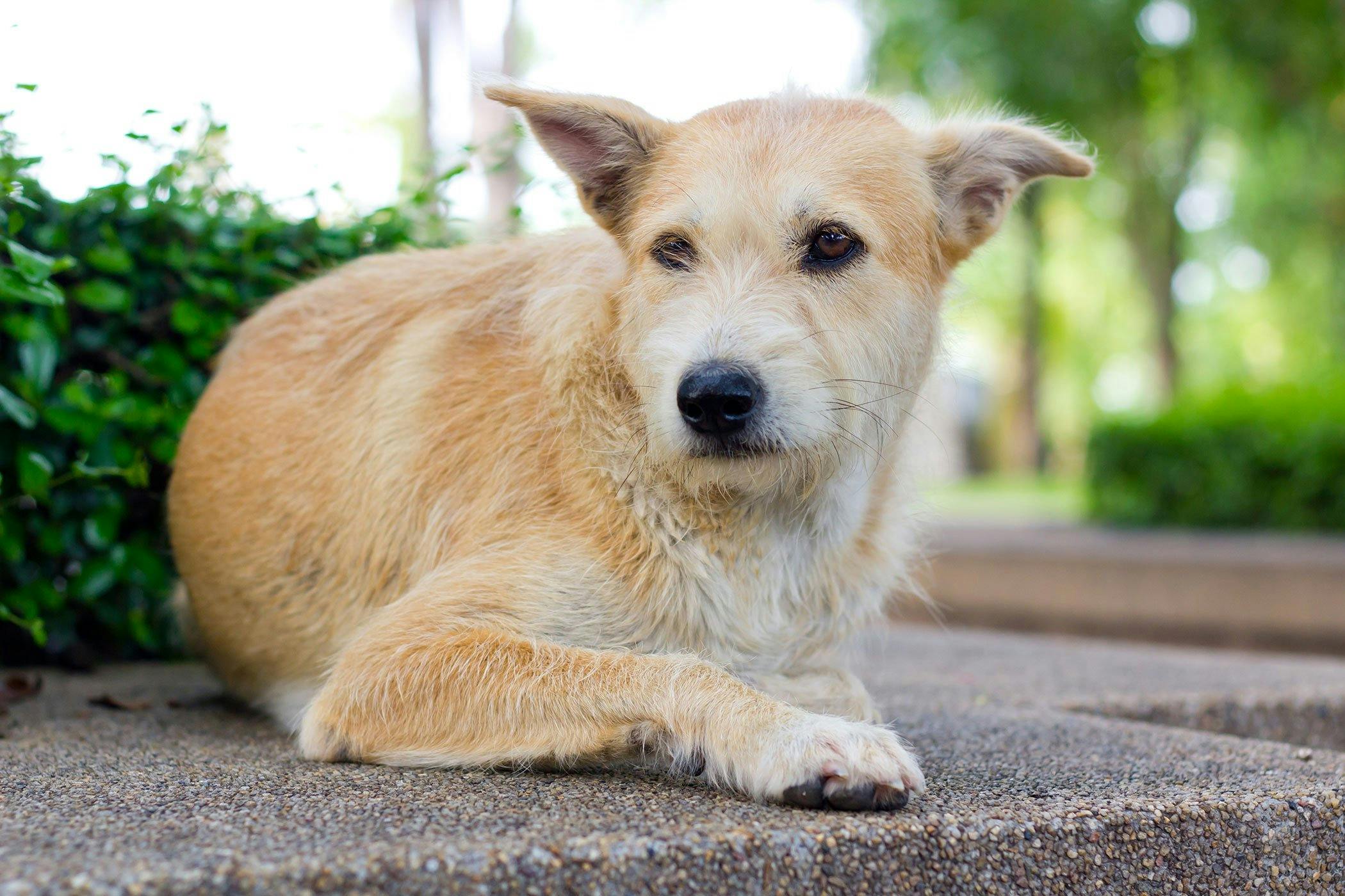 can prednisone cause liver damage in dogs