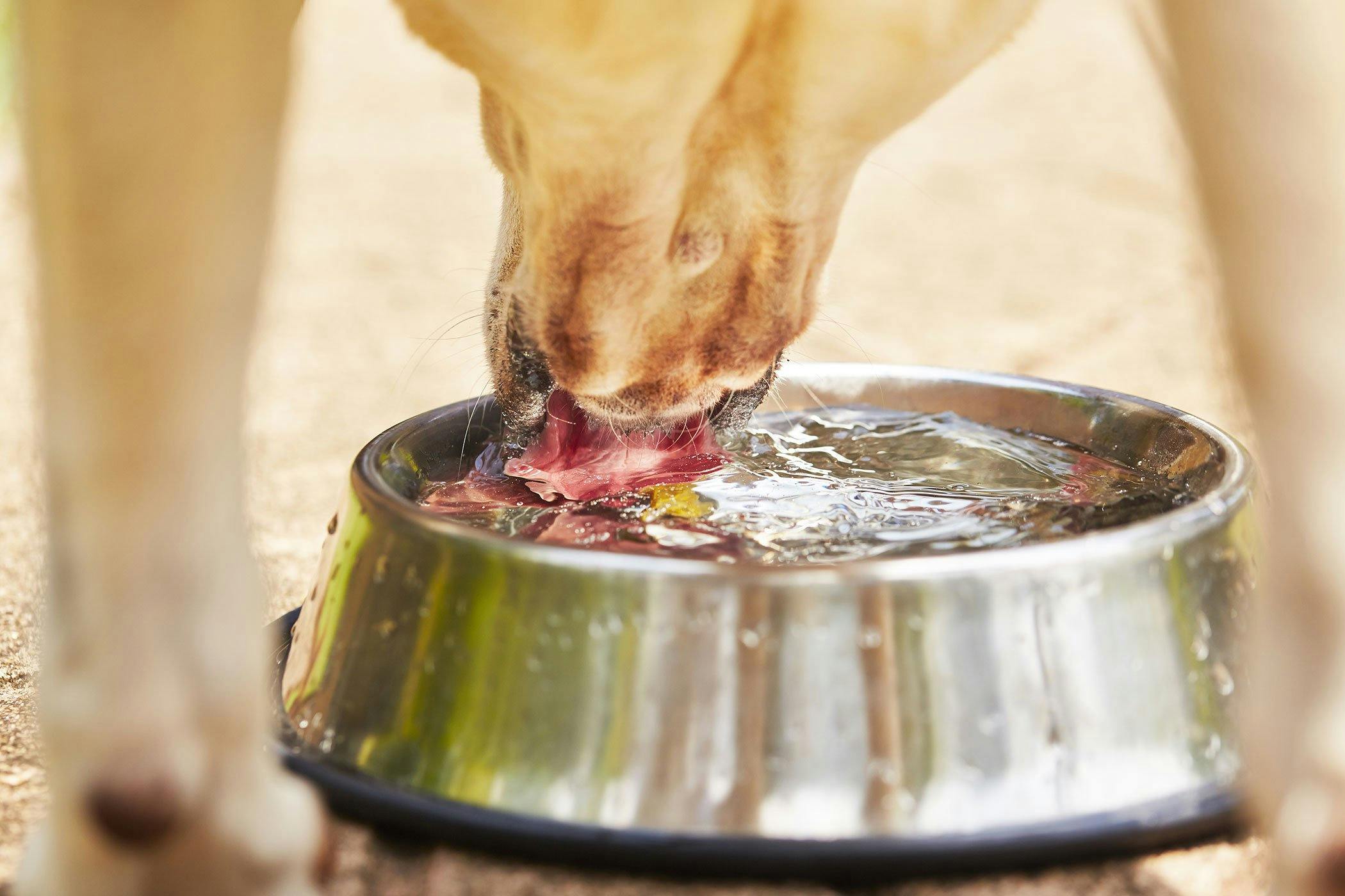 what makes a dogs liver enzymes to be elevated