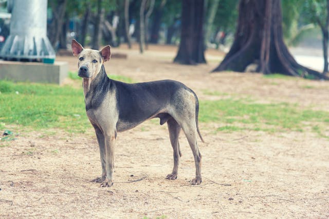 Liver Fistula in Dogs - Symptoms, Causes, Diagnosis, Treatment, Recovery, Management, Cost