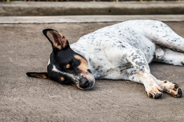 Liver Inflammation (Chronic) in Dogs - Symptoms, Causes, Diagnosis, Treatment, Recovery, Management, Cost