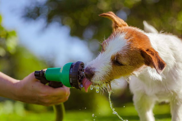 Liver Tumor (Hepatocellular Adenoma) in Dogs - Symptoms, Causes, Diagnosis, Treatment, Recovery, Management, Cost