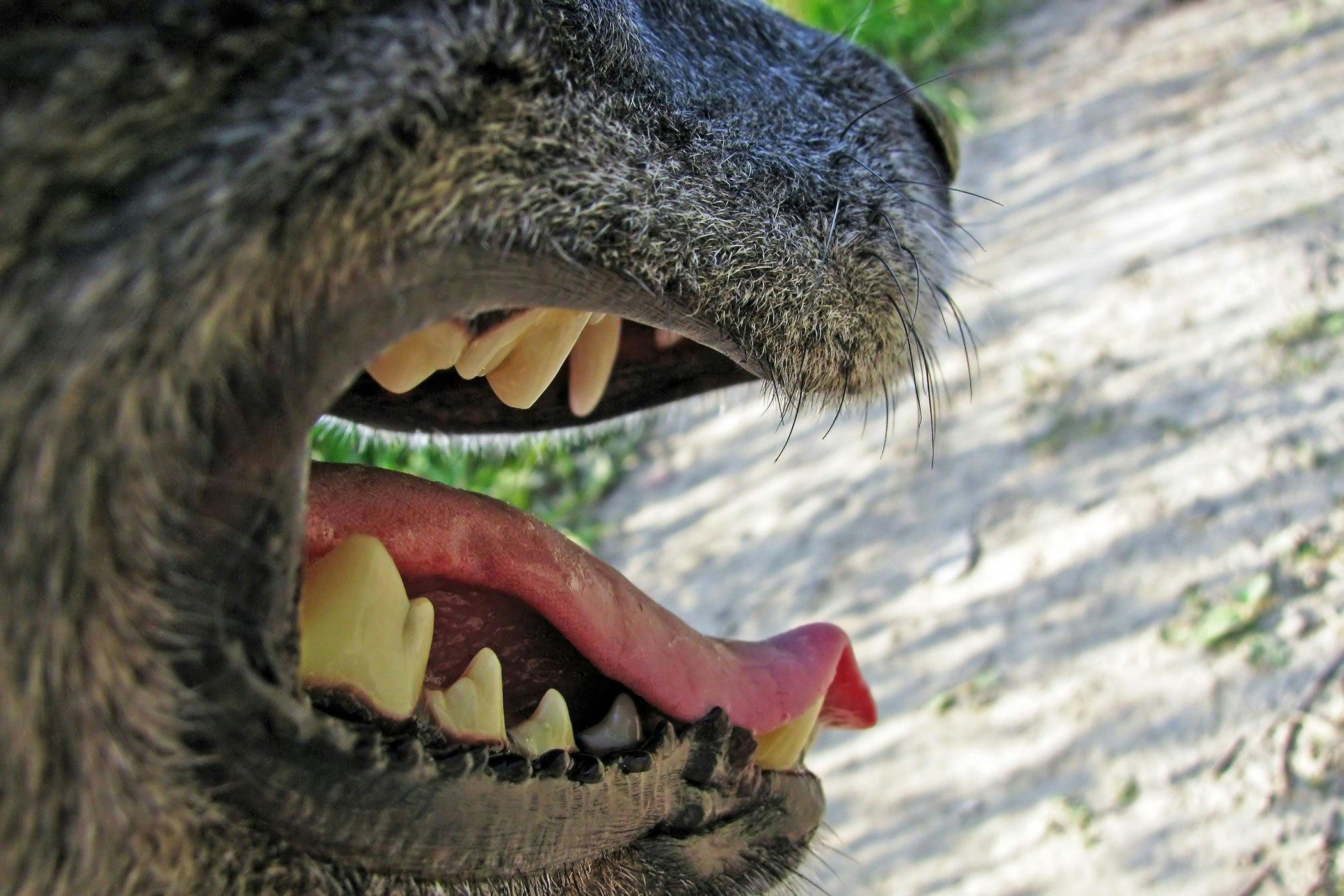 do mastiffs have lock jaw