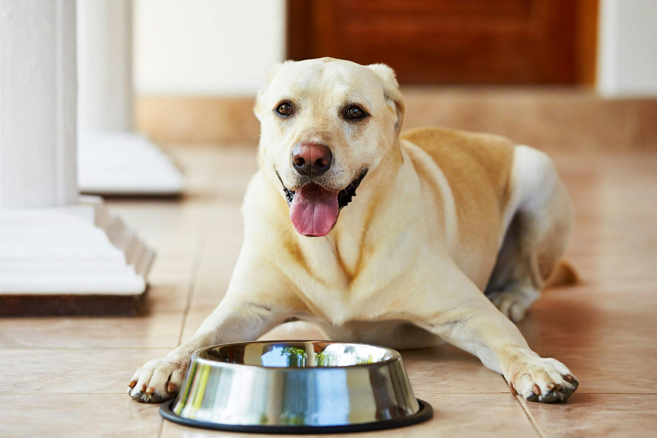 what causes a dog to be hungry all the time