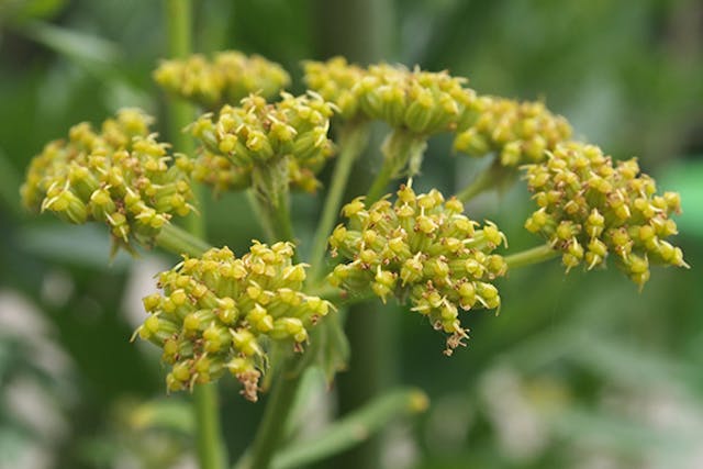 Lovage Poisoning in Dogs - Symptoms, Causes, Diagnosis, Treatment, Recovery, Management, Cost