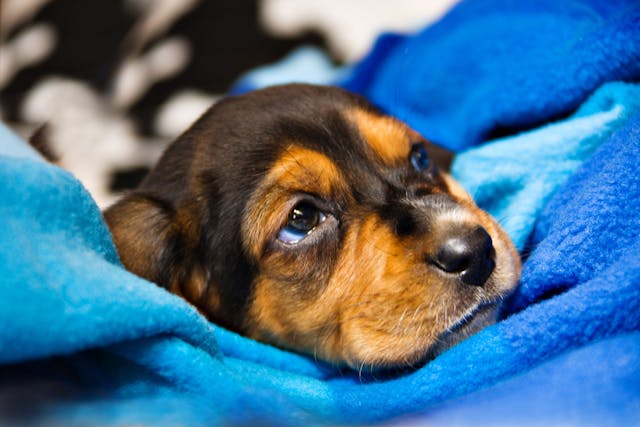 what should the room temperature be for newborn puppies