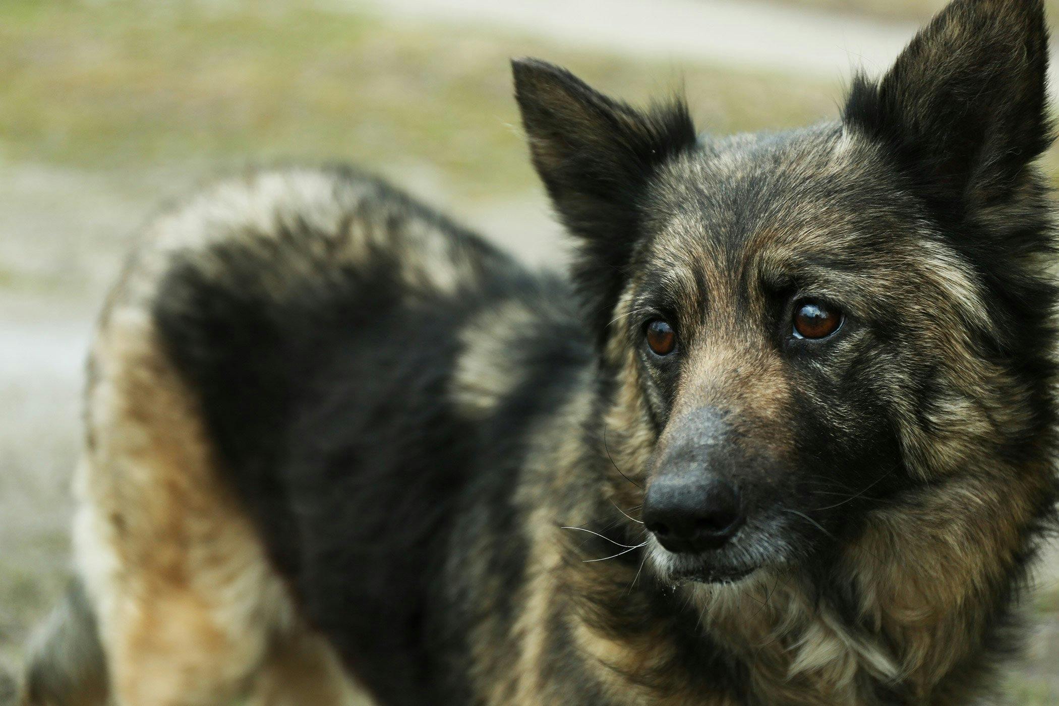 German shepherd ki sales kimat kitni hai