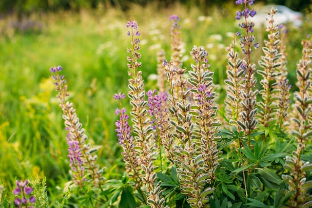 Lupine Poisoning in Dogs - Symptoms, Causes, Diagnosis, Treatment, Recovery, Management, Cost