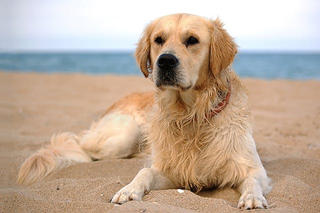 Lupoid Dermatosis in Dogs - Symptoms, Causes, Diagnosis, Treatment, Recovery, Management, Cost