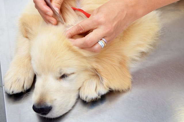 Lyme Disease in Dogs - Symptoms, Causes, Diagnosis, Treatment, Recovery, Management, Cost