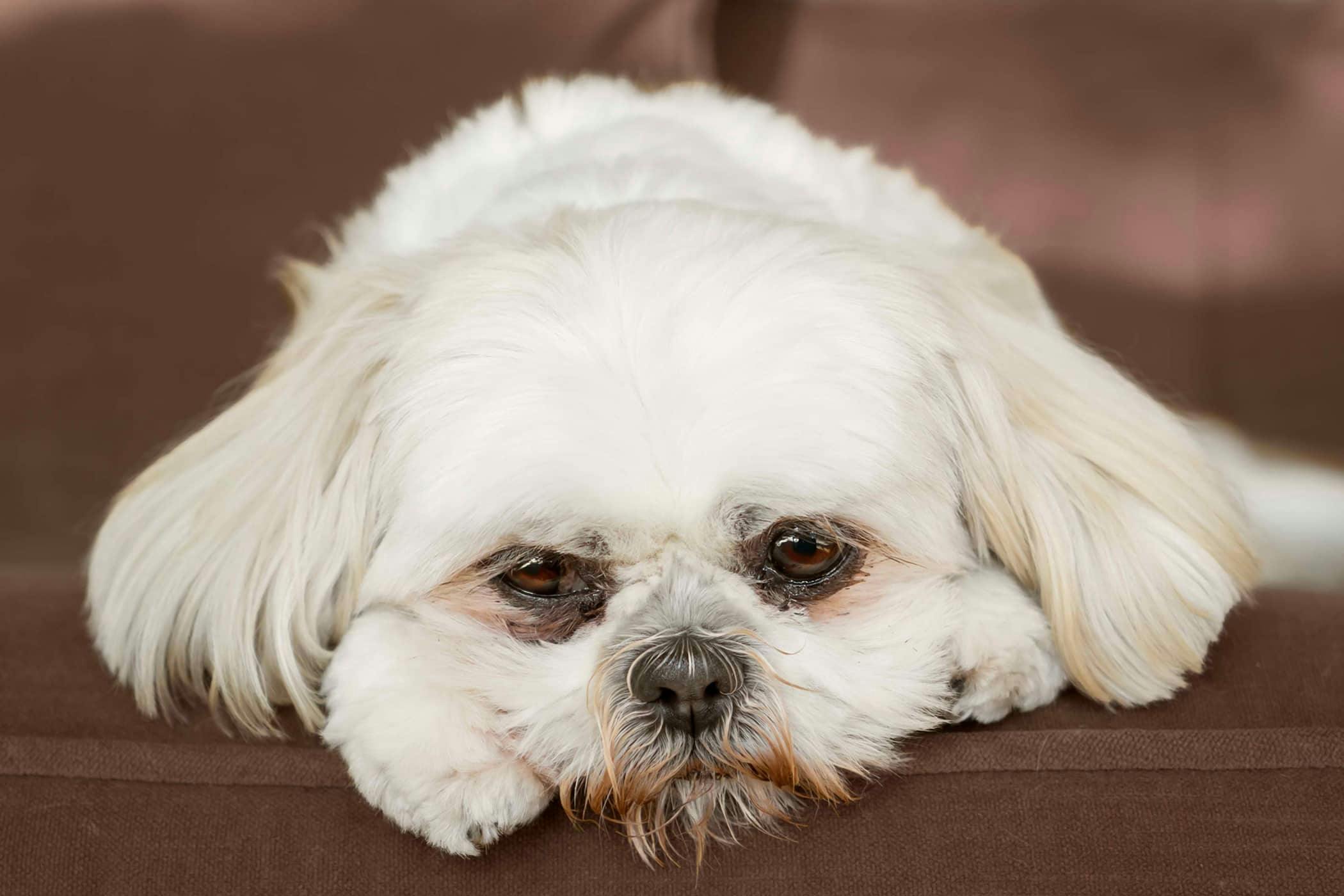 Dog Treatment Area - Body