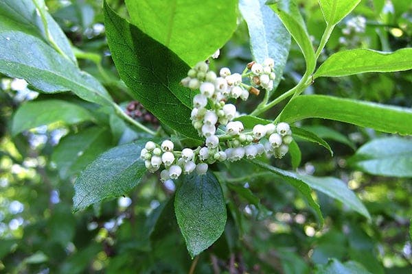 Maleberry Poisoning in Dogs - Symptoms, Causes, Diagnosis, Treatment, Recovery, Management, Cost