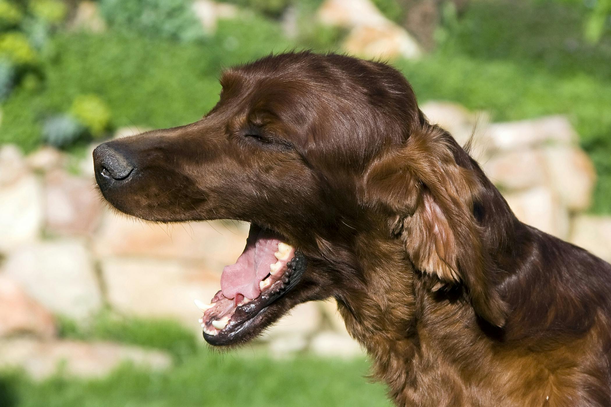 How Much Does It Cost To Get Dogs Teeth Removed