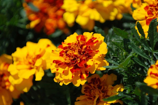 Marigold Poisoning in Dogs - Symptoms, Causes, Diagnosis, Treatment, Recovery, Management, Cost