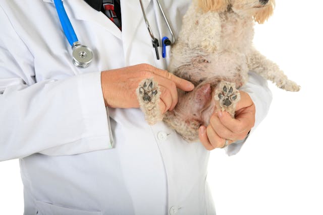 Mass Protrusion From the Vaginal Area in Dogs - Symptoms, Causes