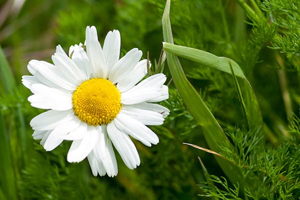 Mayweed Poisoning in Dogs - Symptoms, Causes, Diagnosis, Treatment, Recovery, Management, Cost