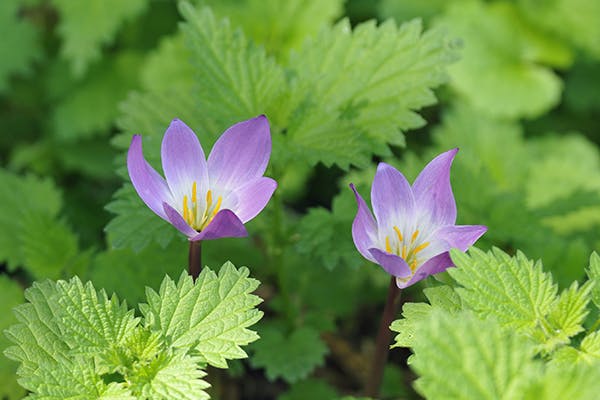 Meadow Saffron Poisoning in Dogs - Symptoms, Causes, Diagnosis, Treatment, Recovery, Management, Cost