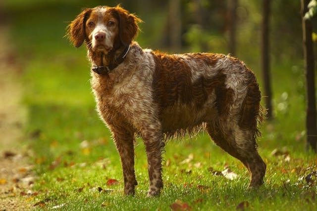 Mediastinal Pleural Debridement in Dogs - Conditions Treated, Procedure, Efficacy, Recovery, Cost, Considerations, Prevention