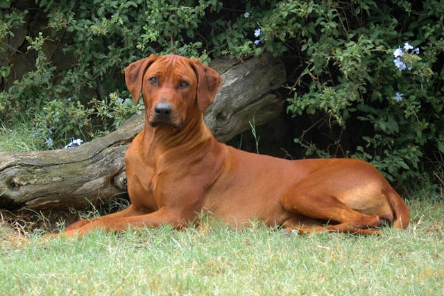 Mediastinitis in Dogs - Symptoms, Causes, Diagnosis, Treatment, Recovery, Management, Cost