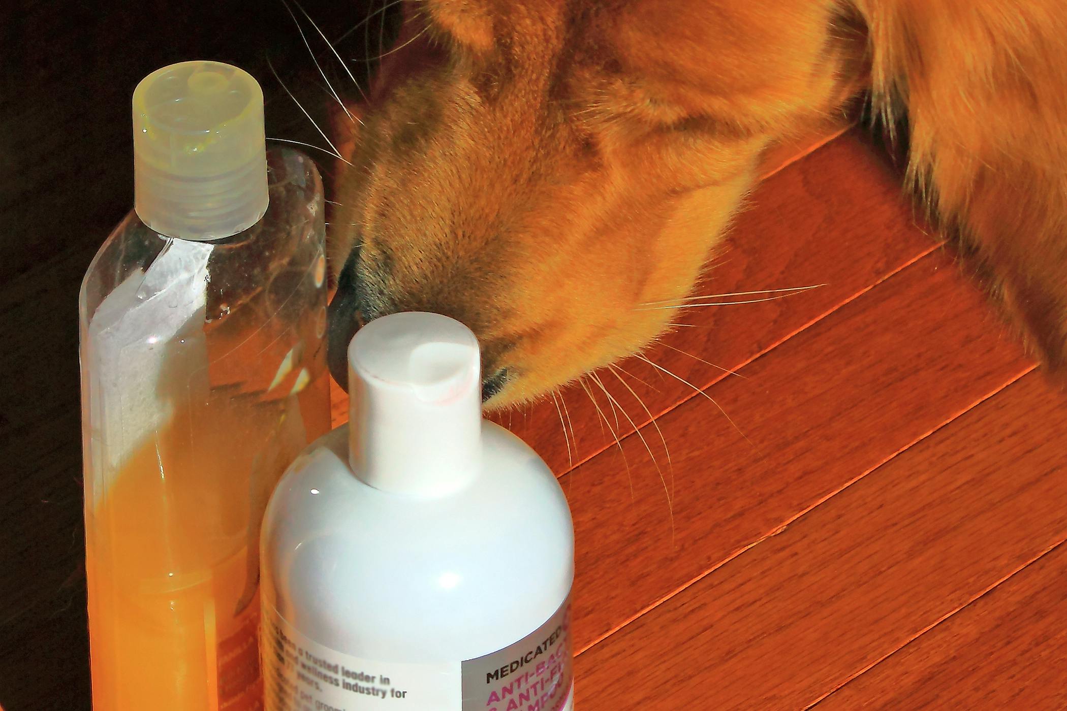 how often should you wash your dog with medicated shampoo