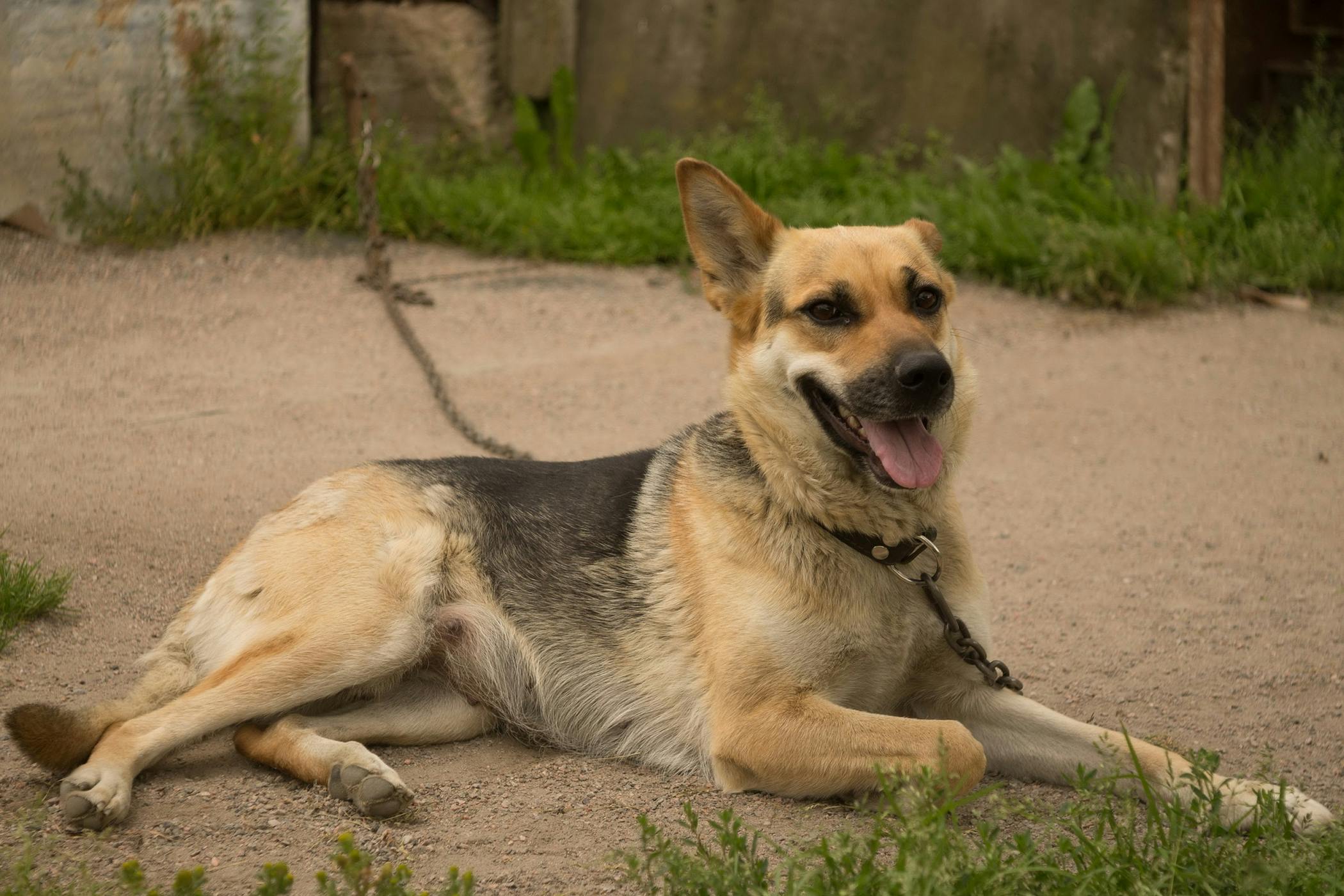 how long before dog put weight on torn meniscus