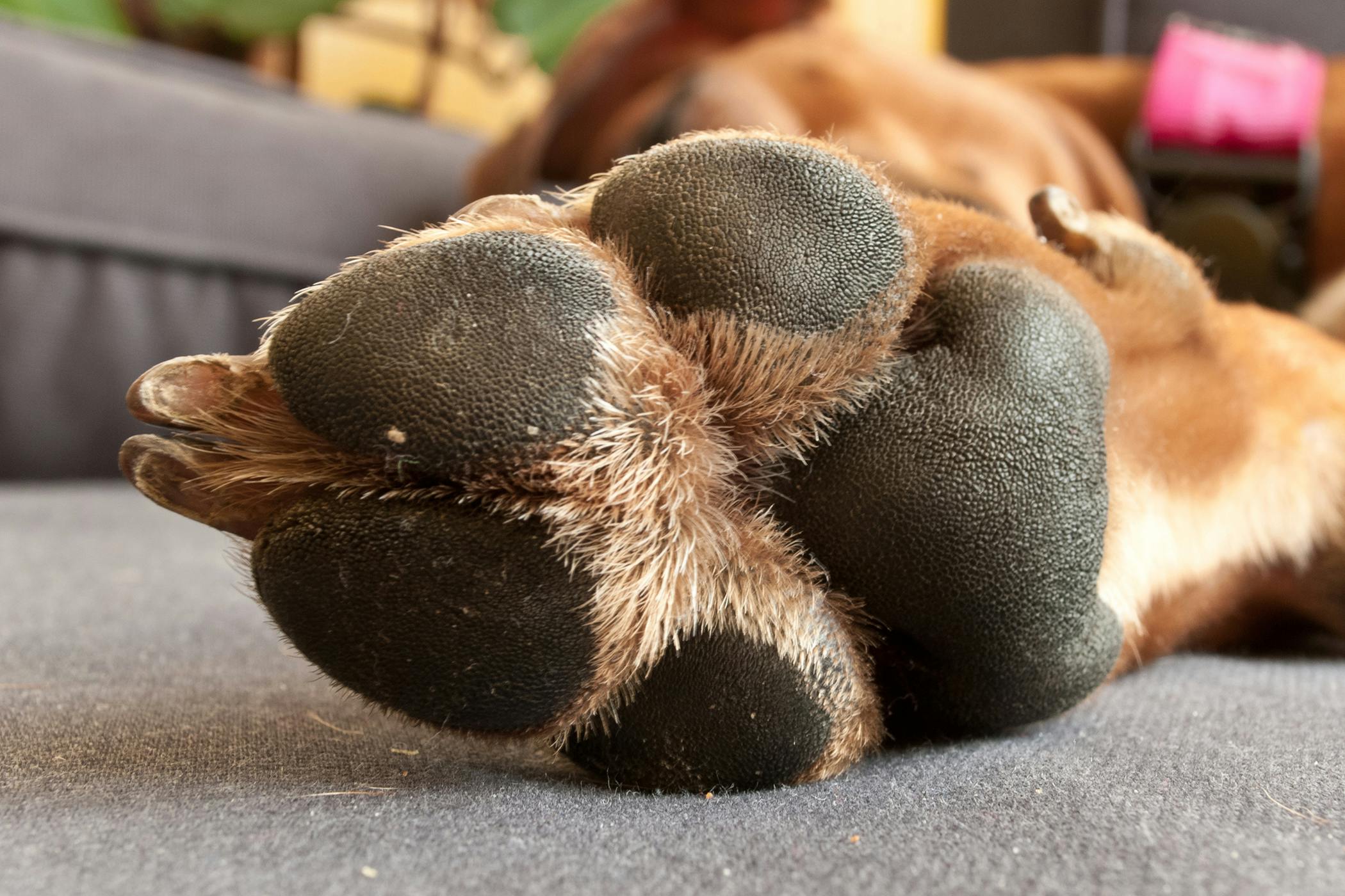 Swollen pad on outlet dog paw