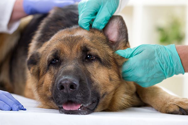 middle ear infection in dogs