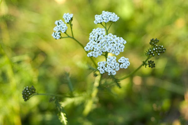 Milfoil Poisoning in Dogs - Symptoms, Causes, Diagnosis, Treatment, Recovery, Management, Cost