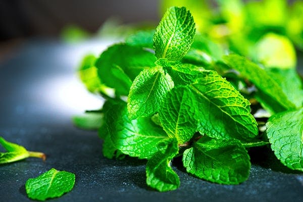 Mint Poisoning in Dogs - Signs, Causes, Diagnosis, Treatment, Recovery, Management, Cost