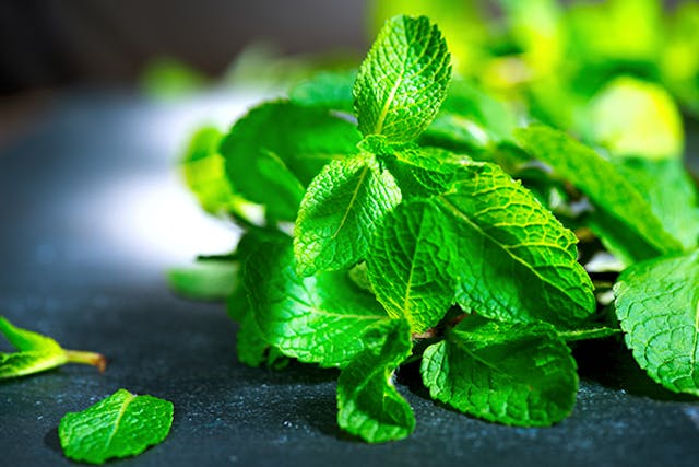 Mint Poisoning in Dogs - Signs, Causes, Diagnosis, Treatment, Recovery, Management, Cost