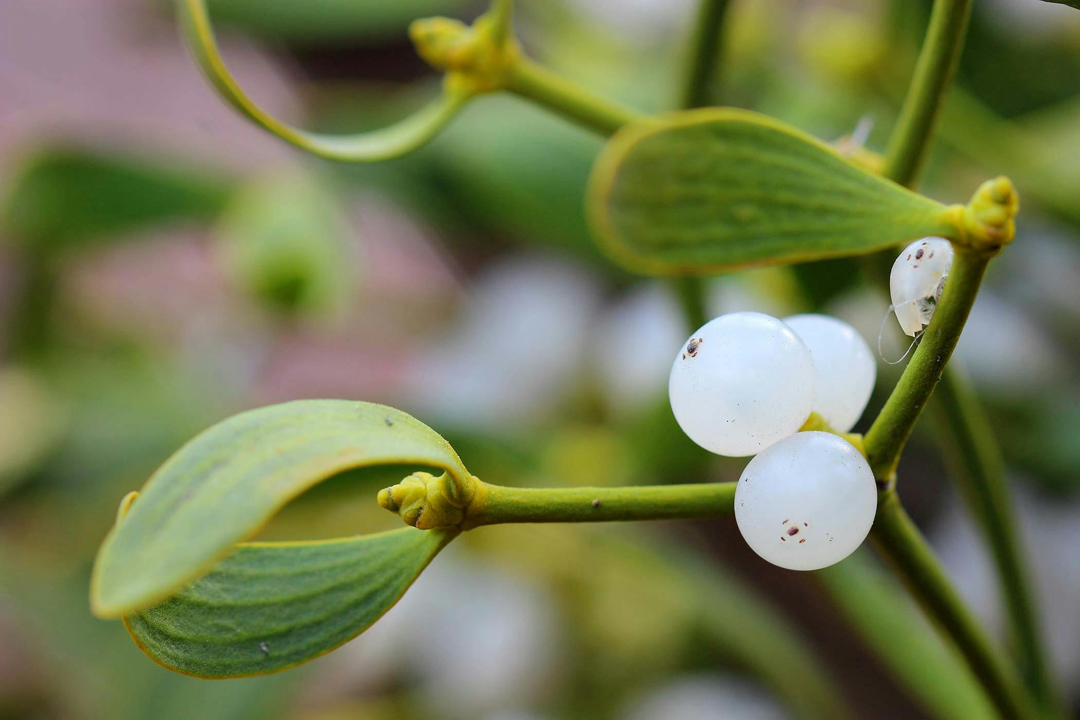 Is mistletoe poisonous cheap to dogs