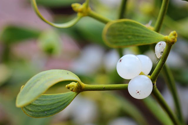 Mistletoe Poisoning in Dogs - Symptoms, Causes, Diagnosis, Treatment, Recovery, Management, Cost
