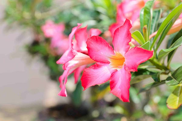 Mock Azalea Poisoning in Dogs - Symptoms, Causes, Diagnosis, Treatment, Recovery, Management, Cost