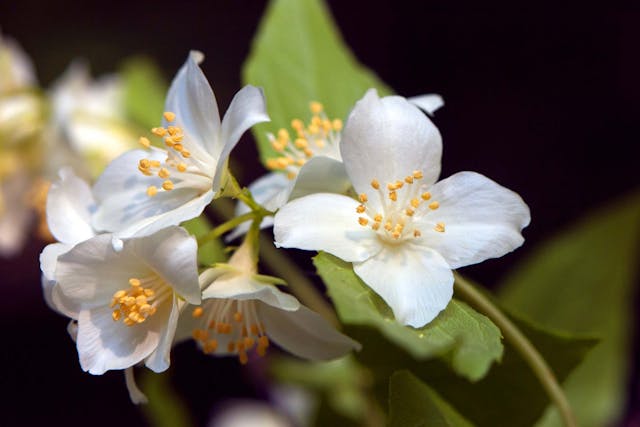 Mock Orange Poisoning in Dogs - Symptoms, Causes, Diagnosis, Treatment, Recovery, Management, Cost