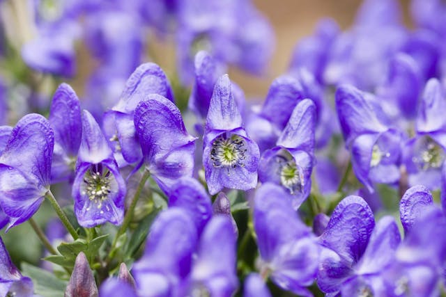 Monkshood Poisoning in Dogs - Symptoms, Causes, Diagnosis, Treatment, Recovery, Management, Cost