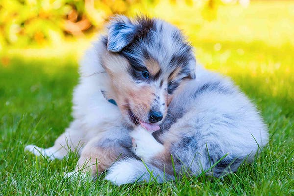 Monorchidism in Dogs - Symptoms, Causes, Diagnosis, Treatment, Recovery, Management, Cost