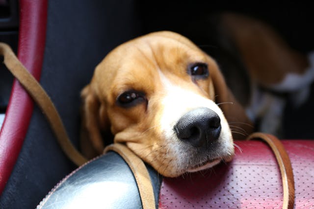 Motion Sickness in Dogs - Symptoms, Causes, Diagnosis, Treatment, Recovery, Management, Cost