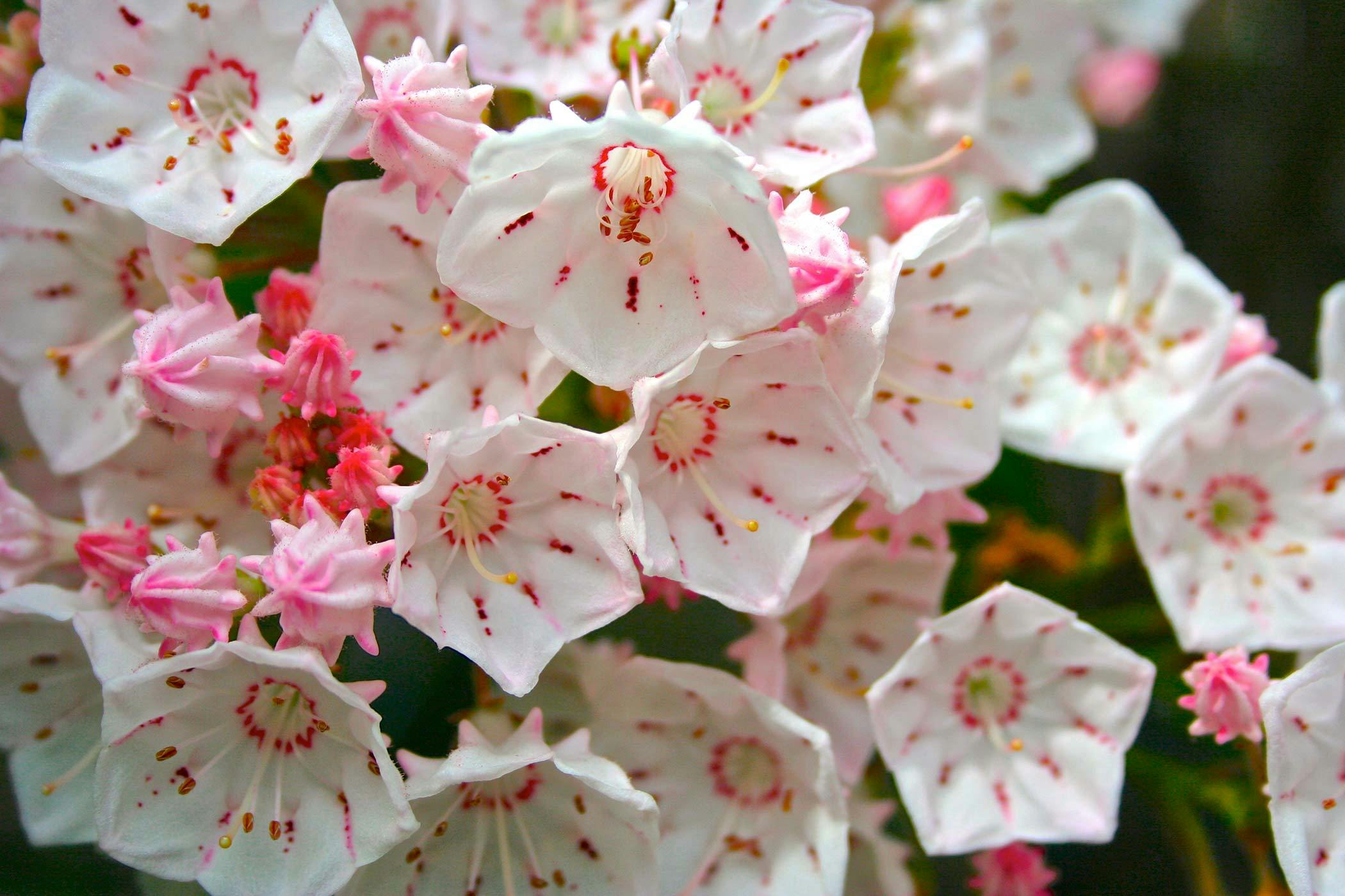 Mountain Laurel Poisoning in Dogs 