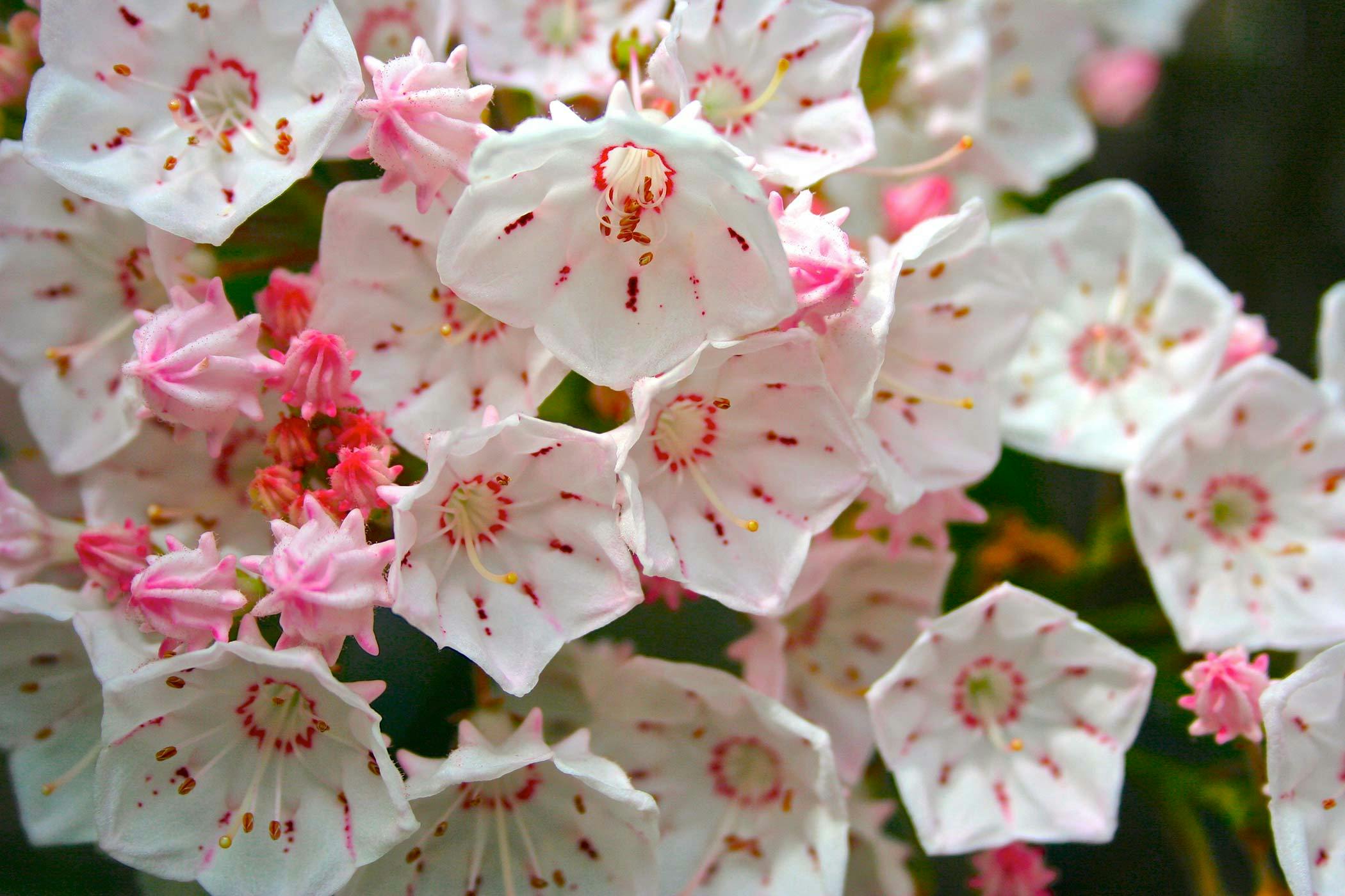 Is mountain laurel cheap poisonous to dogs