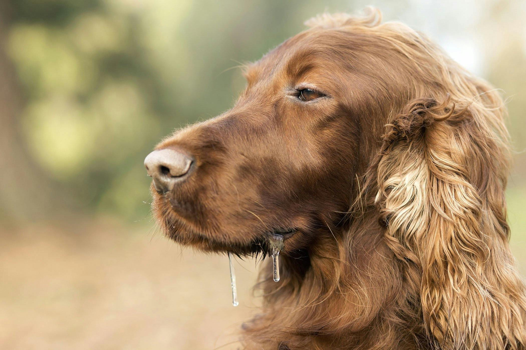 what causes canine oral melanoma