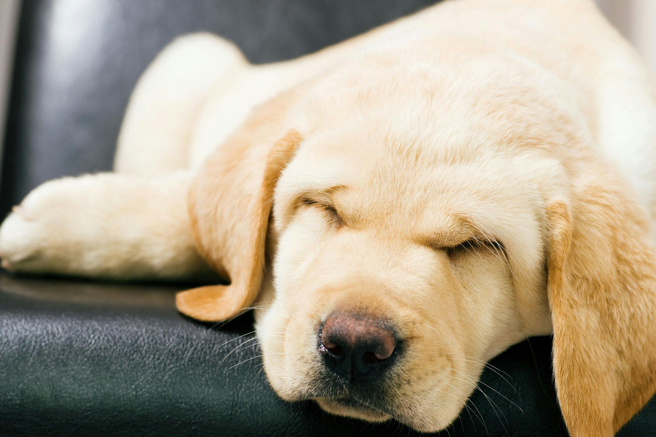 what causes jelly like stools in dogs