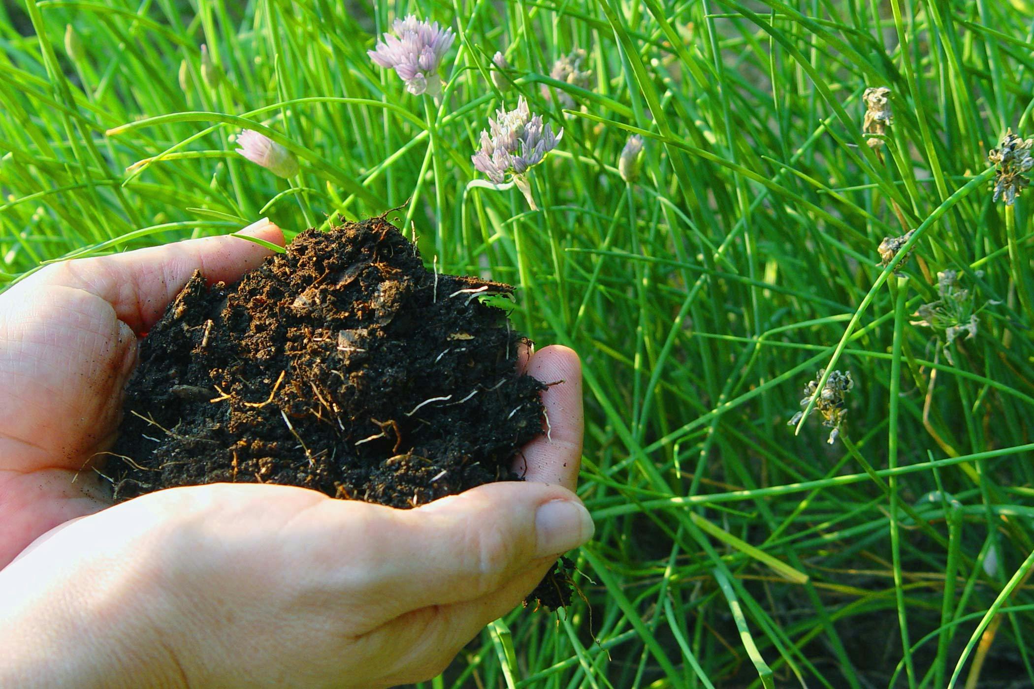 Can dogs die from eating mulch