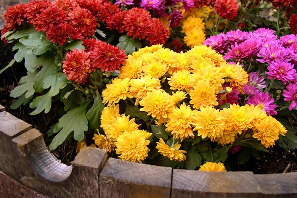 Chrysanthemum (Mum) Poisoning in Dogs - Symptoms, Causes, Diagnosis, Treatment, Recovery, Management, Cost