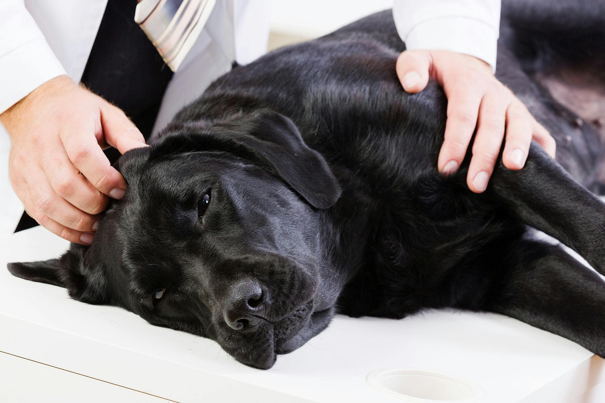 Muscle Spasms In Dogs Symptoms Causes Diagnosis Treatment Recovery Management Cost